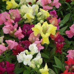 200 Pcs  Snapdragon Dwarf Mix Flower Seeds/ Montego Mix/Magic Carpet/ Seeds- Annual for sun-ANTIRRHINUM Majus Nanum/ (FL162)