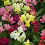 200 Pcs  Snapdragon Dwarf Mix Flower Seeds/ Montego Mix/Magic Carpet/ Seeds- Annual for sun-ANTIRRHINUM Majus Nanum/ (FL162)