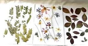 Pressed COSMOS Flower Blooms & Green Fern Fronds Crafts