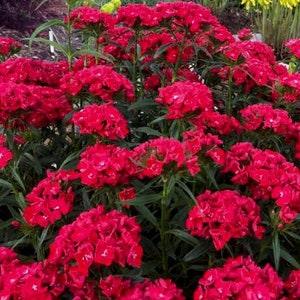 50+ Red Dianthus Flower Seeds-Red Dianthus Barbatus Flower--Crimson Red Sweet William-Dianthus Barbatus Dunetti-B499