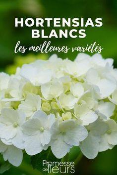 Hortensia blanc : les meilleures vari??t??s Flower Delivery