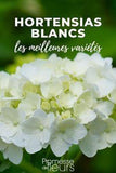 Hortensia blanc : les meilleures vari??t??s Flower Delivery