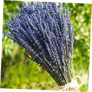 Lavender Dried Ultra Blue Bundles (16" - 18" Long) for Home Decor, 200+ Stems