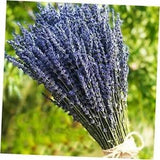 Lavender Dried Ultra Blue Bundles (16" - 18" Long) for Home Decor, 200+ Stems