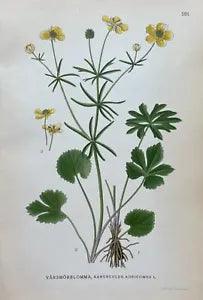 Antique Chromatic Botanical Print - Ranunculus Auricomus - Goldilocks Buttercup