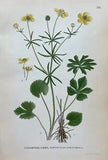 Antique Chromatic Botanical Print - Ranunculus Auricomus - Goldilocks Buttercup