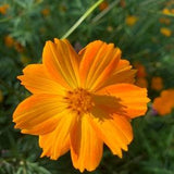 Sulfur Cosmos (Cosmos sulphureus) Seeds