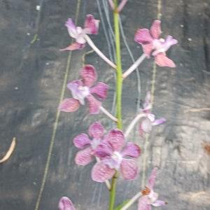 Orchid Vanda Viboon Varut Leopard x Mungkud coerulescens