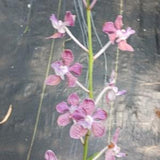 Orchid Vanda Viboon Varut Leopard x Mungkud coerulescens