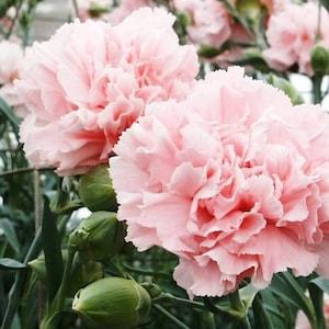 USA Flower Seeds - Carnation Seeds - " La France " - Perennial  - Summer Blooming - Bouquet Mix - Cut Flower Seeds - Easy Care
