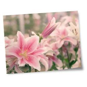 8x10" Prints(No frames) - Pink Lily Flower Lillies Plant  #16547