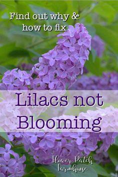 Lilac Not Blooming? Fix it Flower Delivery