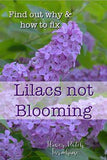 Lilac Not Blooming? Fix it Flower Delivery
