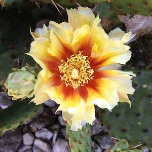 Grow Your Own Canadian Winter Freeze Hardy Cactus Plant- Rare -Live Plant Pad