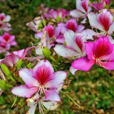 Bauhinia variegata Buddhist Bauhinia, Mountain Ebony, Orchid Tree seeds