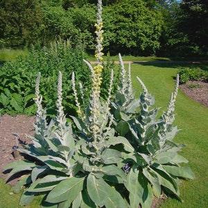 VERBASCUM Yellow Mullein Thapsus Perennial Mullien Wildflower Native Drought 50 Seeds