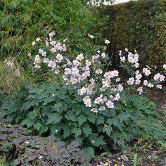 Anemone hupehensis 'September Charm' Flower Delivery