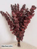 Preserved Dried Fragrant Baby Spiral Eucalyptus Branches about 20 Branches
