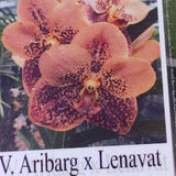 Orchid Vanda Aribarg x Lenvat Tropical Hanging Plants