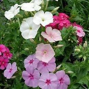 100 Pcs Phlox Drummondi Mixed Flower Seed- (Phlox Drummondii Nana Compacta Beauty Mix) - Annual Phlox Drummondii / FL200