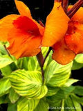Pretoria / Bengal Tiger Striped Canna Lily Live Plant Rhizome + Orange & Yellow