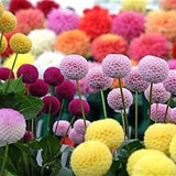 Dahlia pinnata Pompon Mix 200 seeds