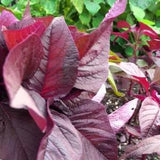 Red Spinach Amaranth , Lal Shak, Amaranthus dubius Seeds -1000+ Number of Seeds for Growing New