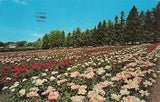 Postcard Minnesota Faribault Peony Fields Peony Farms & Nursery posted 1972