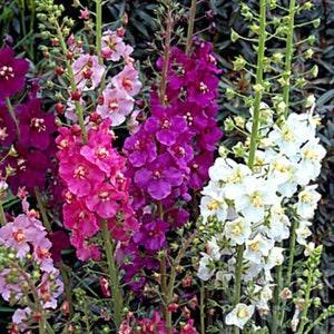 100Pcs  Verbascum Temptress Flower Mix Flower Seeds/Verbascum Phoeniceum/White/Pink/Rose/ Purple/FL175