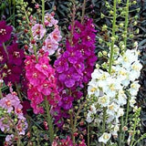 100Pcs  Verbascum Temptress Flower Mix Flower Seeds/Verbascum Phoeniceum/White/Pink/Rose/ Purple/FL175