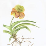 Paphiopedilum Orchid Anja's Kiss