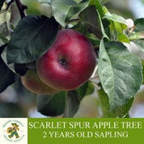 Scarlet Spur Apple Sapling, Grafted Ready To Plant, With Tuberous Soil, 2 Years Old Abundant Apple Tree, For Pot and Garden-Open Pollination