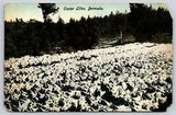 Postcard Easter Lilies Bermuda Lilly Field White Flowers