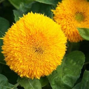 Dwarf Gold Sunflowers Seeds - Organic & Non Gmo Flower Seeds - Heirloom Flower Seeds - USA Garden Seeds - Grow Your Own Flowers At Home