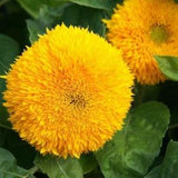 Dwarf Gold Sunflowers Seeds - Organic & Non Gmo Flower Seeds - Heirloom Flower Seeds - USA Garden Seeds - Grow Your Own Flowers At Home