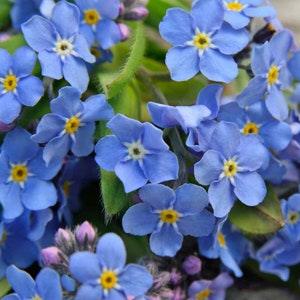 FORGET ME NOT Wood Blue Large Flower, Perennial, Easy To Grow! Wildflower Myosotis Sylvatica 50 Seeds