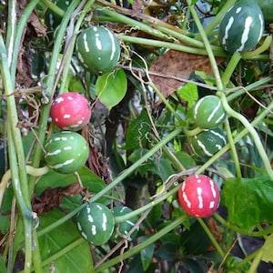 Lollipop Vine 5  Plant Seeds