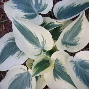 HS1111.TA white Hosta Funkie 5 Seeds
