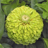Envy Lime Zinnia Seeds | Z. Elegans Giant Cut Come Again Heat Tolerant Long Blooms Yellow Green Heirloom Flower Seed For 2024 Fast Shipping