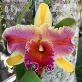 Rlc Amazing Thailand '#1' near blooming size cattleya orchid hybrid. Large fragrant beautiful blooms.