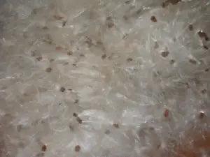 1/2+ oz Bag Milkweed Seed Fluff Floss Wind Checker Arts Crafts Fire Starters
