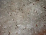 1/2+ oz Bag Milkweed Seed Fluff Floss Wind Checker Arts Crafts Fire Starters