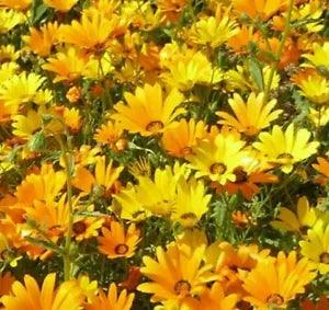 AFRICAN DAISY MIX SEEDS 100+ ANNUAL FLOWERS bees BUTTERFLY garden New