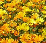 AFRICAN DAISY MIX SEEDS 100+ ANNUAL FLOWERS bees BUTTERFLY garden New