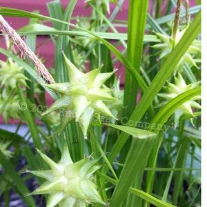 Gray's Sedge - Tuberous Perennial (Morningstar Sedge, Carex grayi. Non-GMO and Open Pollinated Seed, Min. 15 Seeds Per Package)
