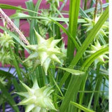 Gray's Sedge - Tuberous Perennial (Morningstar Sedge, Carex grayi. Non-GMO and Open Pollinated Seed, Min. 15 Seeds Per Package)