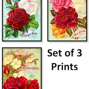McGregor Rose Big White Red Roses Vintage Seed Garden Manual Set of 3 Art Prints