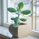 Cream ceramic orchid planter pot with pedestal base, holding green succulent leaves