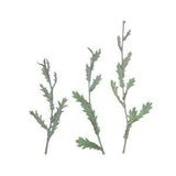 12PCS Real Pressed Dry leaf, leaves with stem for art, candle DIY FCD52