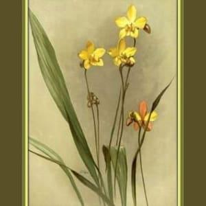 Yellow Orchid Floral Art Print with Grass Green Border, Sanders Orchid Guide, ca. 1927, Wall Art, Botanical Art Print, Fine Art Giclee Print